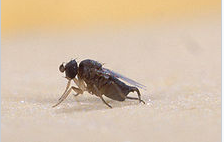 날파리 퇴치법, 초파리 퇴치법, 벼룩 파리 퇴치법