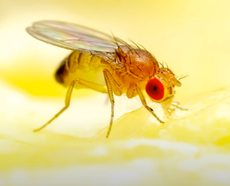 날파리 퇴치법, 초파리 퇴치법, 벼룩 파리 퇴치법