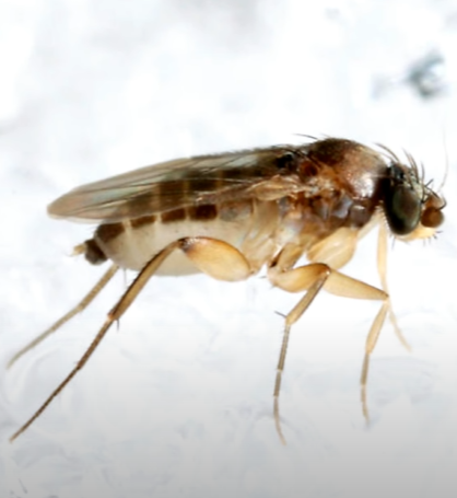 날파리 퇴치법, 초파리 퇴치법, 벼룩 파리 퇴치법