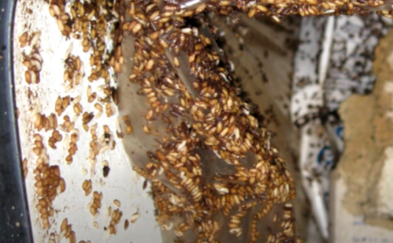 벼룩 파티 번데기