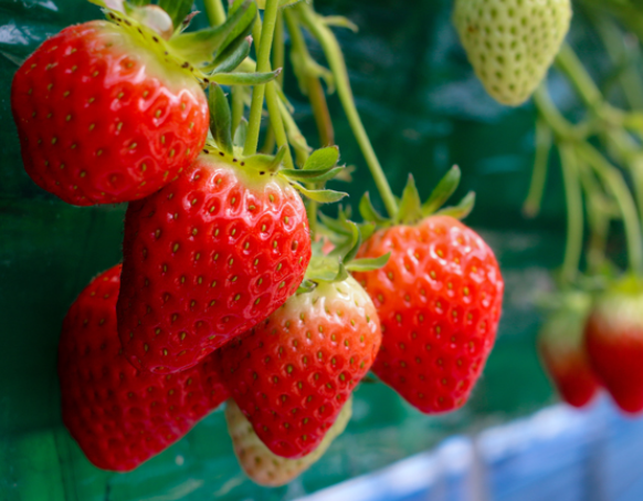 농약 제거 방법