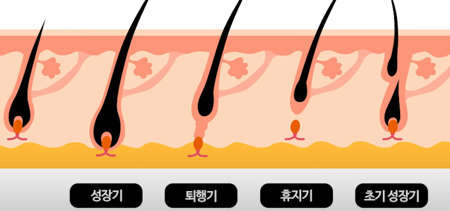 탈모 극복 머리 감는 법
